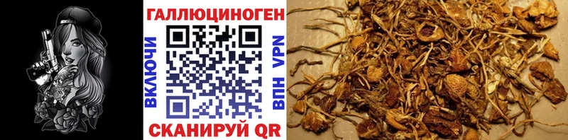 хочу наркоту  Алзамай  Псилоцибиновые грибы GOLDEN TEACHER 